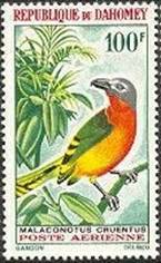 #C34 bush shrike