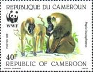 [Endangered Mammals - Drill Baboon, Scrivi AEA]