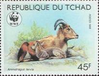 [Endangered Animals - Barbary Sheep, Scrivi ADO]