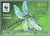 [WWF - Dragonfly the Green Snaketail, type ACN]