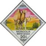 1978-Bactrian-Camel-Camelus-bactrianus