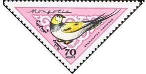 1961-Tibetan-Sandgrouse-nbsp-Syrrhaptes-tibetanus