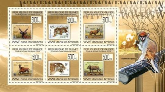guinea wwf ss 6 v