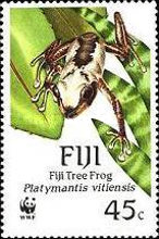 [Fiji Tree Frog, type RZ]