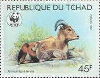 [Endangered Animals - Barbary Sheep, Scrivi ADO]